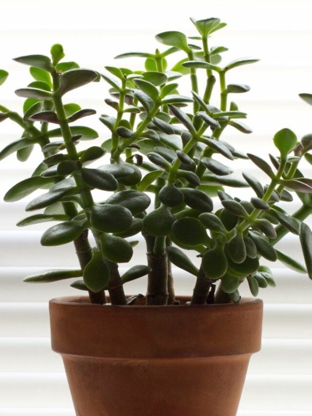 8 Spiritual Benefits to Having a Jade Plant