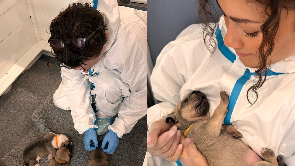 Tom Holland, Zendaya Break The Internet With Their Aww-dorable Photos With Puppies; See Post