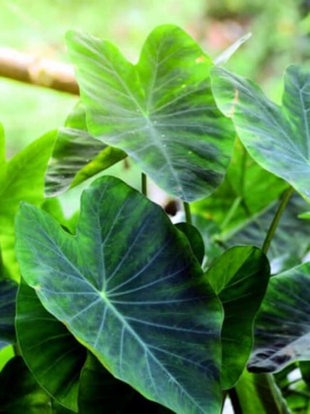 8 Benefits of Consuming Arbi Leaves