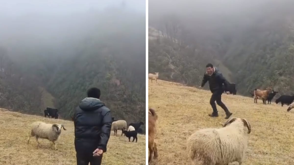 You Don’t See Will Smith Jumping Over Sheep Everyday, This Video Might Be It