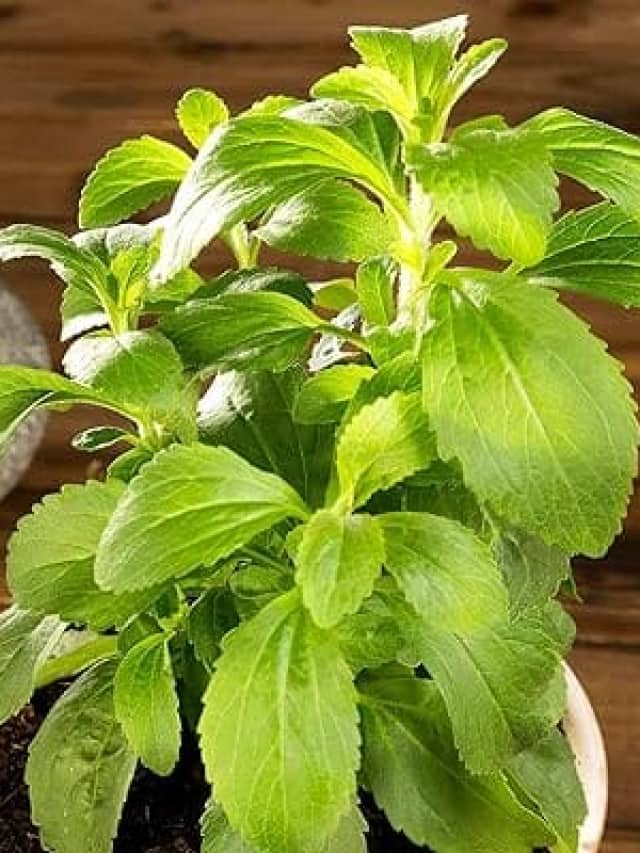 Consuming Stevia: Health Benefits and Risks
