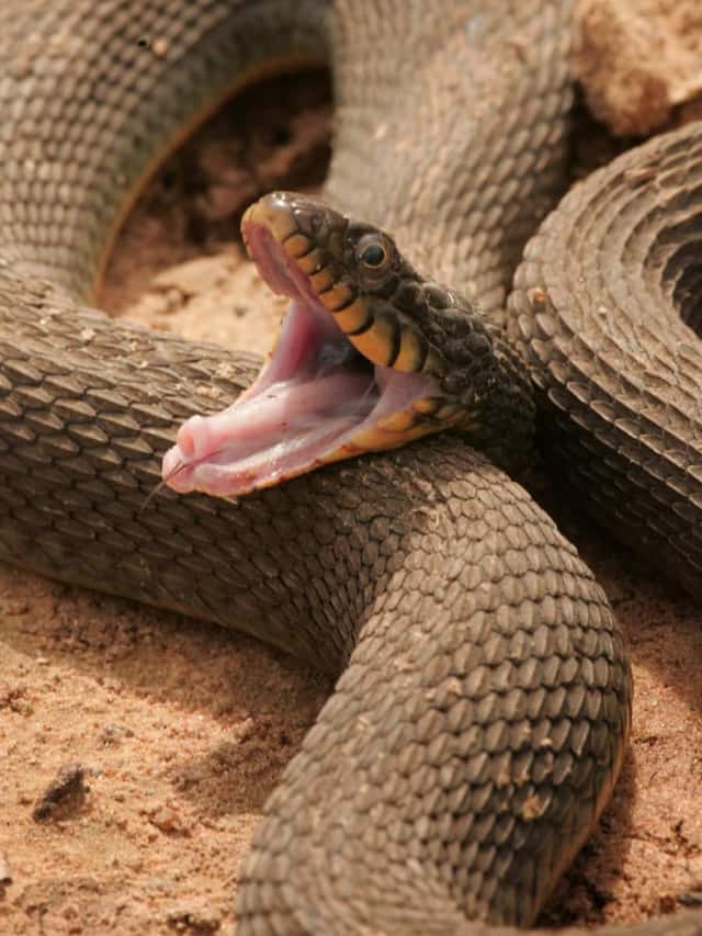 7 Most venomous snakes in the world that can kill within hours
